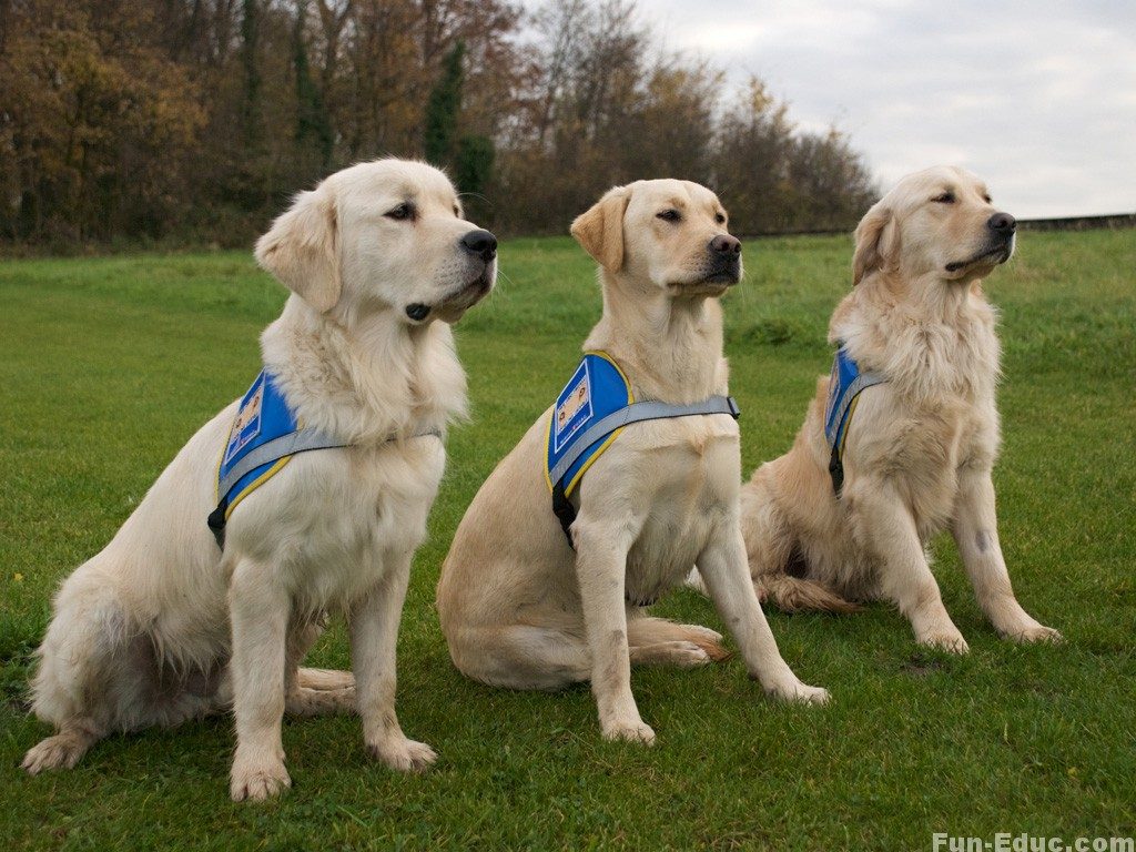 Chiens d'aveugle Chiens d'aveugle