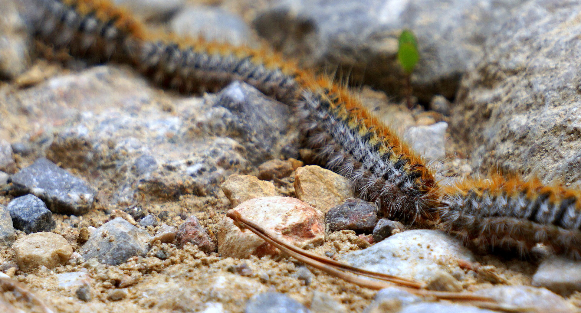 Chenille processionnaire du pin
