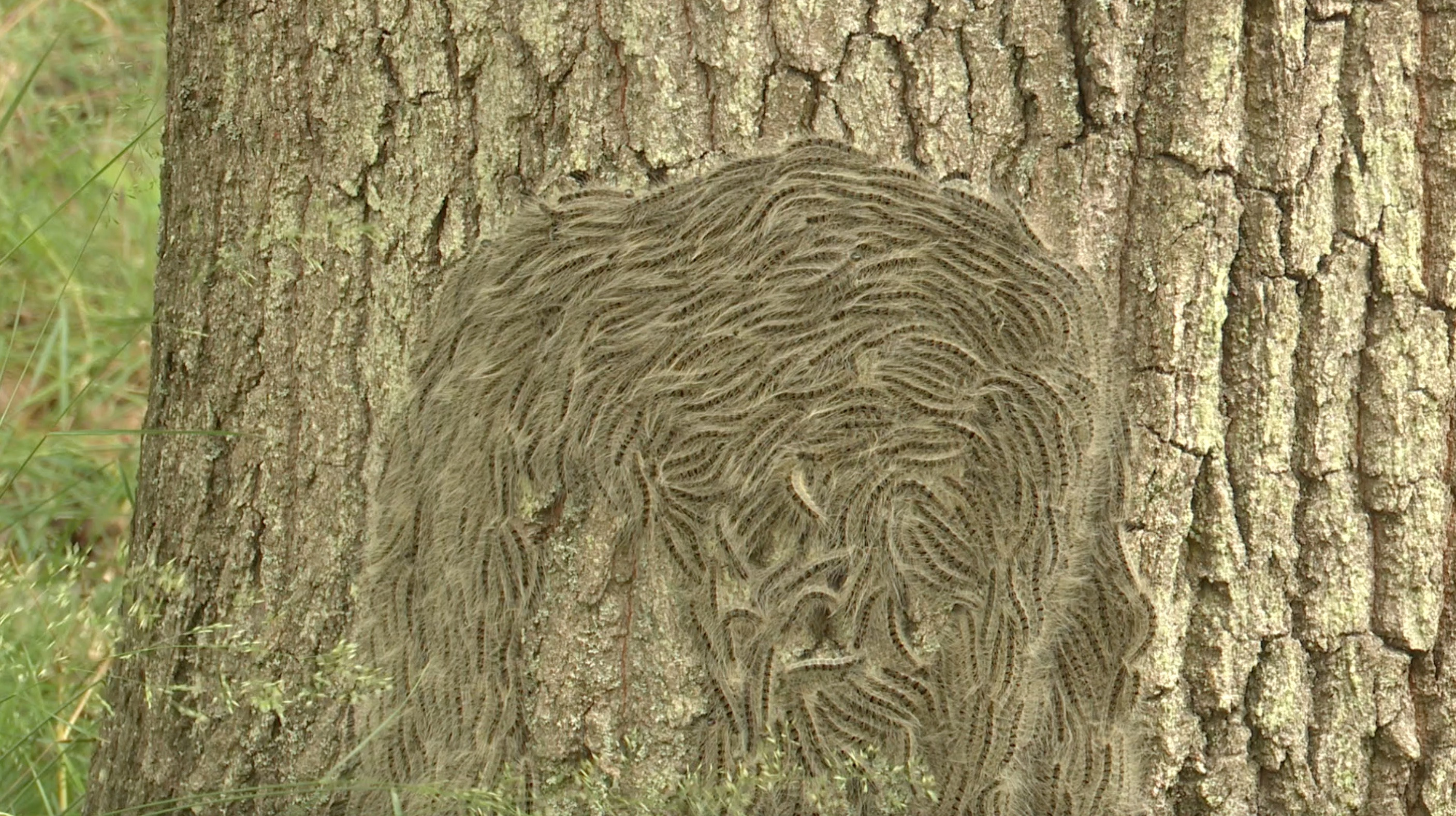 Chenille processionnaire du chêne