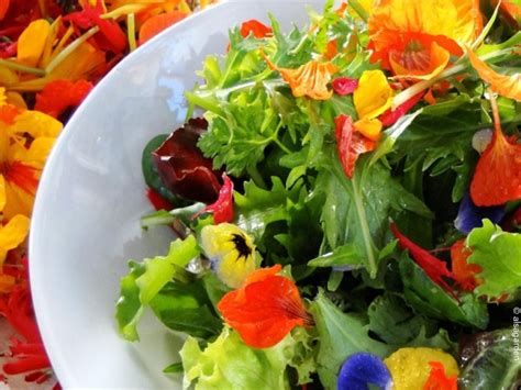 fleurs comestibles