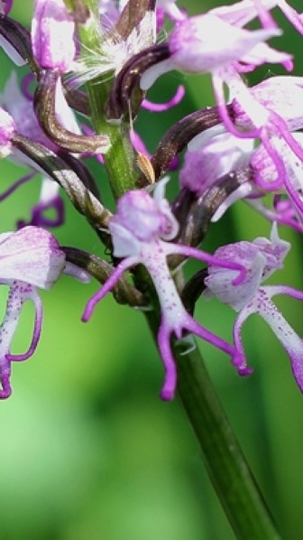 Orchis_singe_0.jpg