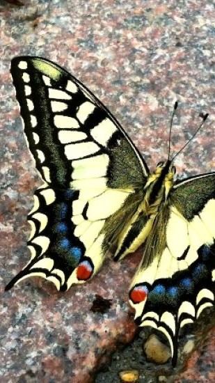 Papillons_Machaon_0.jpg
