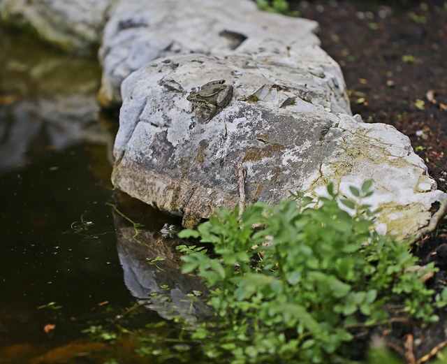 Grenouilles jardin botanique alpin Meyrin