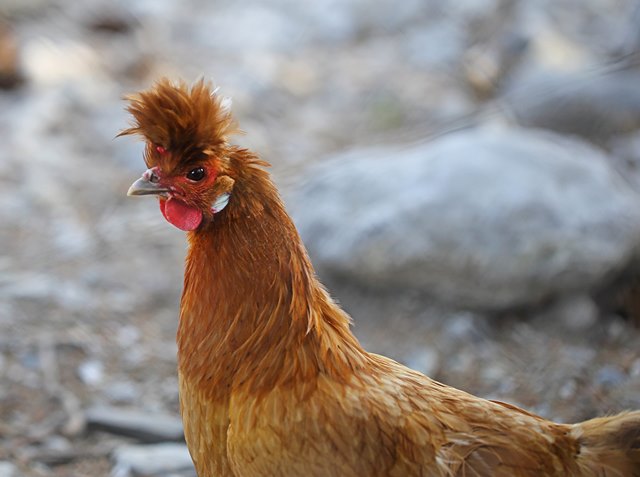 poule huppée d'Appenzell