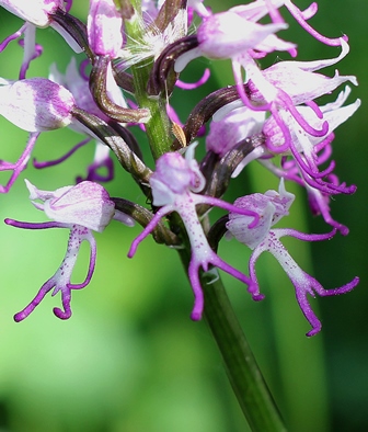 Orchidée sauvage