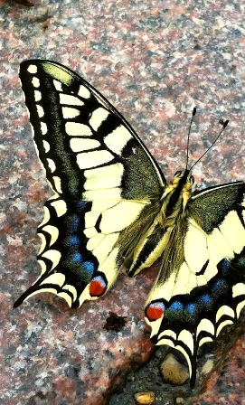 Machaon