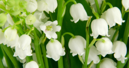 muguet 1er mai