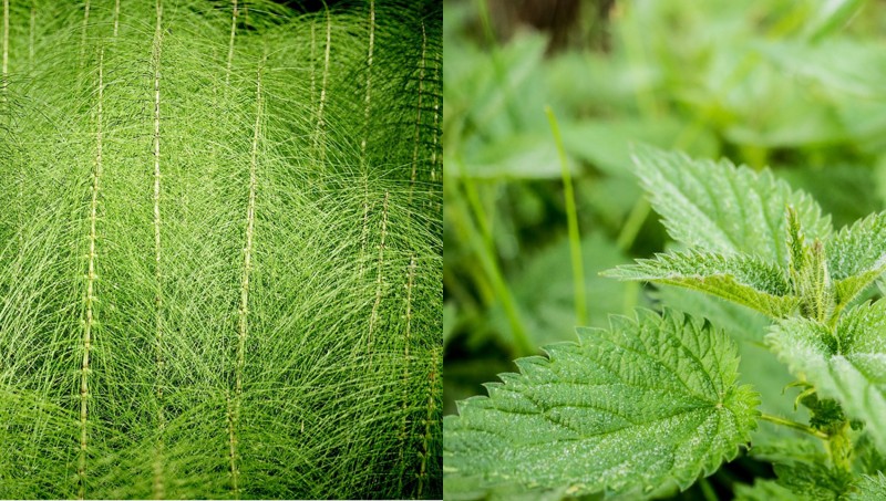 https://pixabay.com/fr/ortie-vert-ortie-pus-nature-503939/