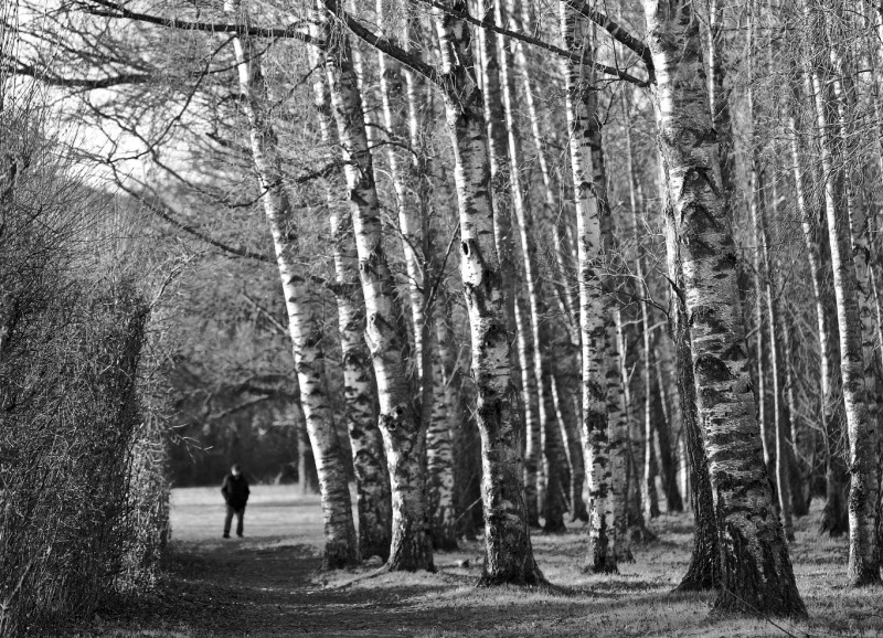 Bouleaux