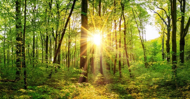 foret