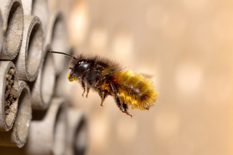 Atelier pour enfants: à la découverte des abeilles sauvages du jardin