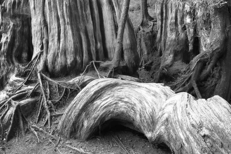 vieux arbres