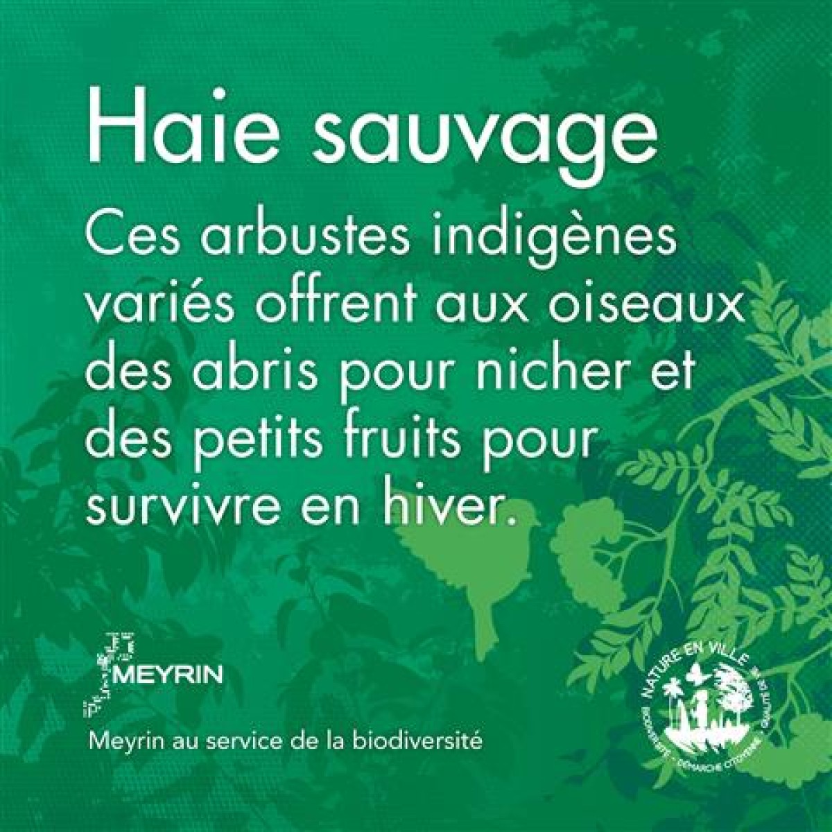 Haie sauvage