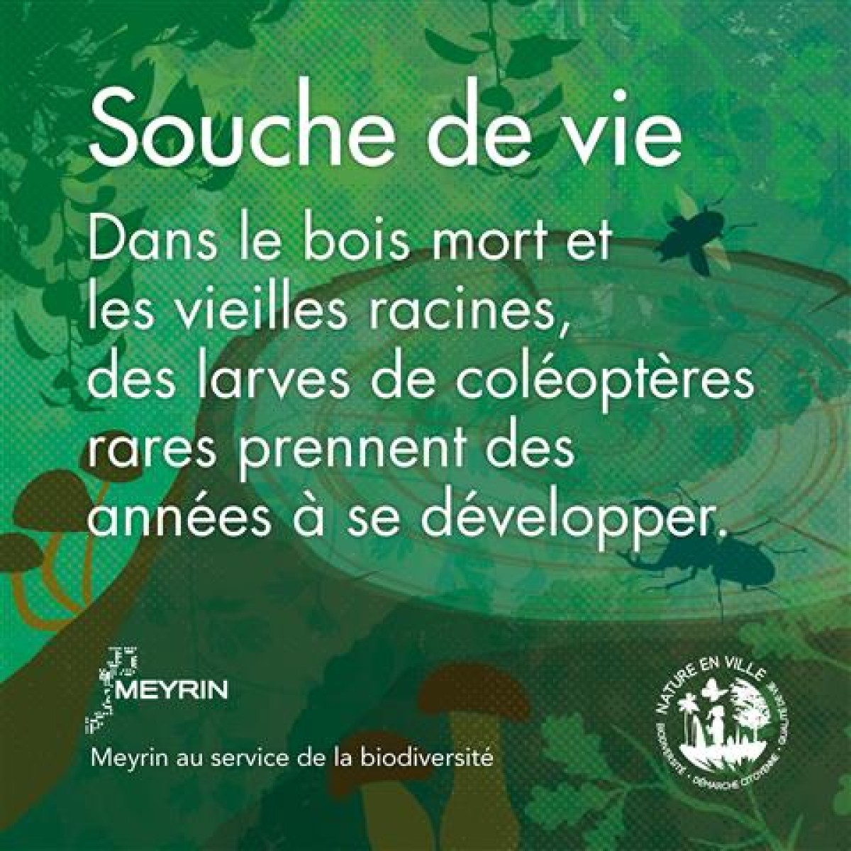 Souche de vie