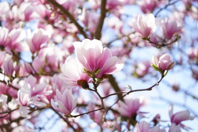 fleurs de magnolia